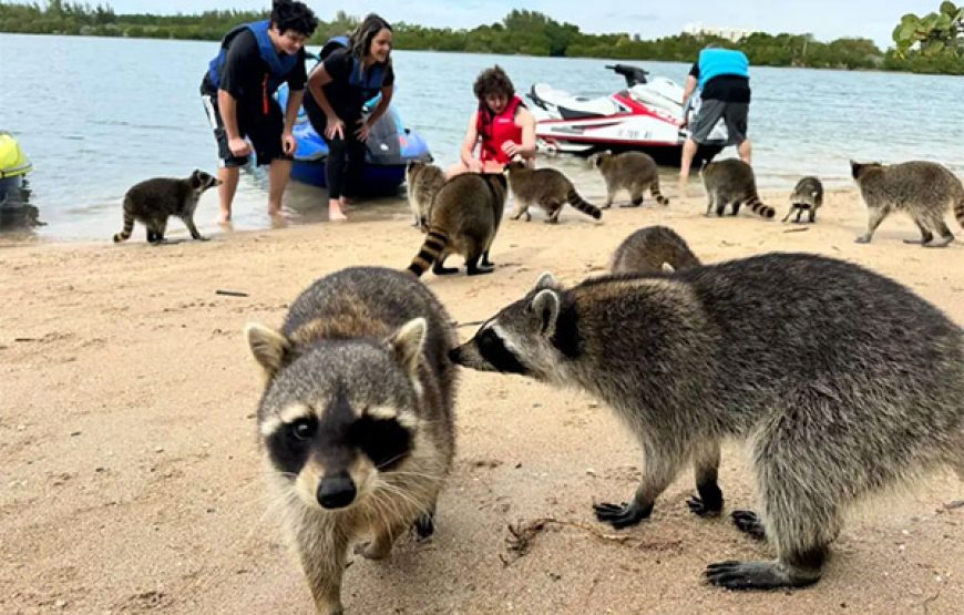 Mirador de Barú + Tour Mapache con Snorkel