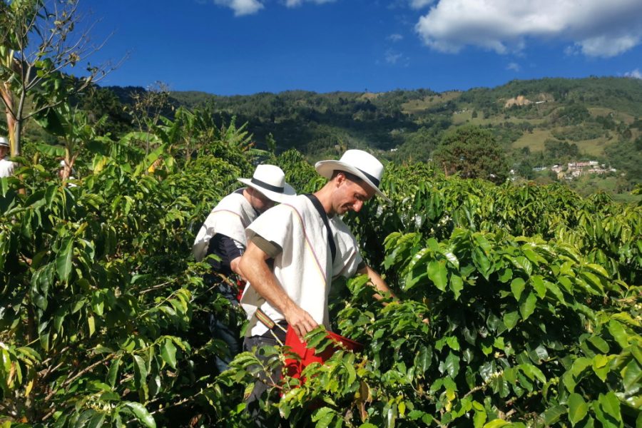 Tour Del Café 