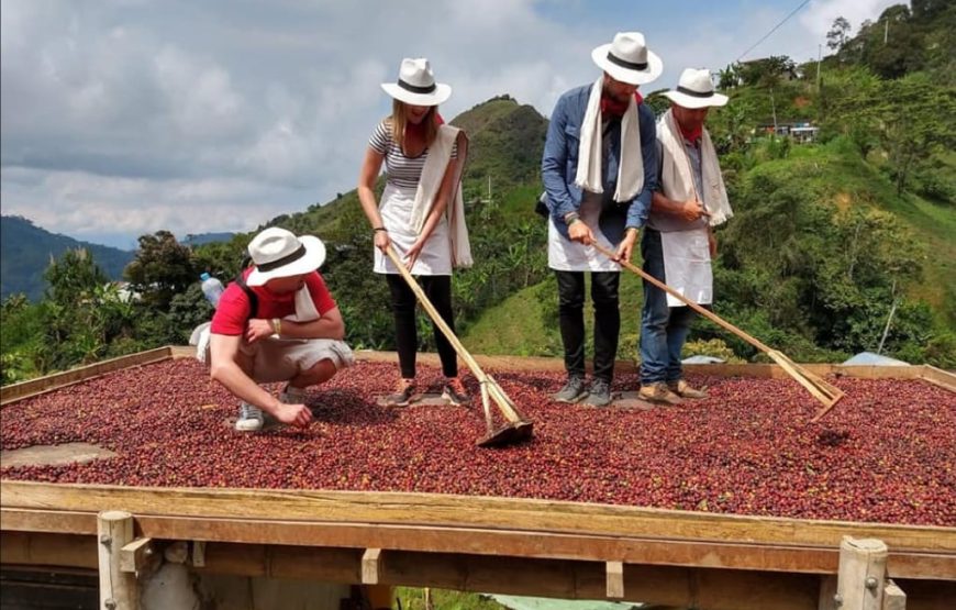 Tour Del Café 