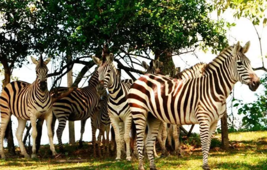Hacienda Nápoles – Safari 