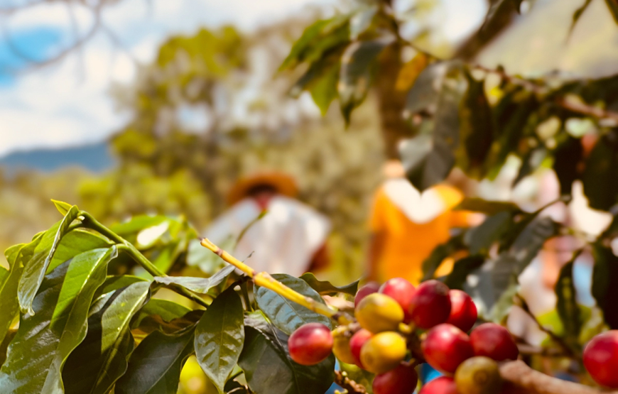 Tour Del Café 